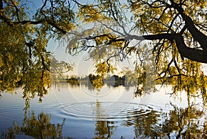 Under the willows