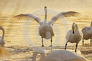 Under the winter sunset, swans play while foraging in the golden river.