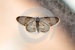 Underbelly common brown moth (Hofmannophila) on window