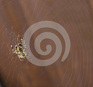 Underbelly of a common garden spider