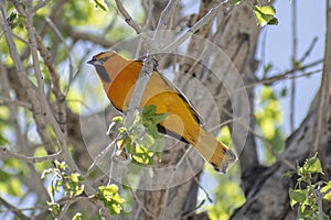 Underbelly Image Of The Western Tanager