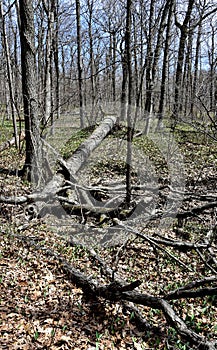 Underbrush in a forested area