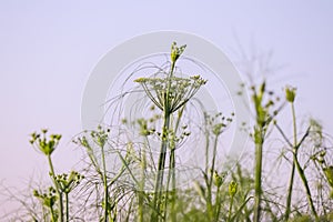 Undercooked anise plant with blue sky and food outdoors in field,green dill Anethum graveolens grow in agricultural field