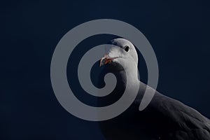 An underexposed portrait of a Audouin`s gull perched.