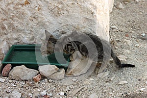 Underfed kitten drinking water photo