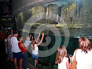 Underground aquarium of Sea Lions. Aquarium of the Pacific, Long Beach, California, USA