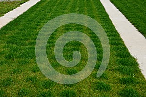 Underground drip hoses located under the turf. where the water flows out, the lawn is longer and greener in a regular grid