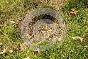 Underground Yellowjacket Nest Raided by Wildlife