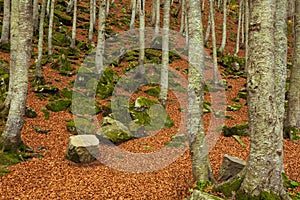 An undergrowth with dry leaves on the ground, tree trunks and rocks covered with green moss