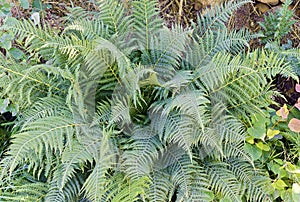 Undergrowth of fern plant