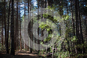 Undergrowth Of Pinewood Highlighted Of A Ray Of Light