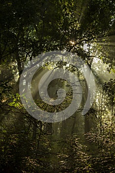 Undergrowth and rays of sun in Bardia National Park, Nepal