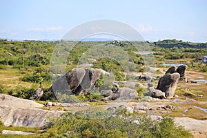 Undergrowth with small trees in the region close to the sea, northeast of Brazil. photo