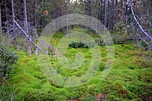 Undergrowth in Swedish forest