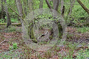 Undergrowth and Trees in Woods, Redgrave and Lopham Fen, Suffolk, UK