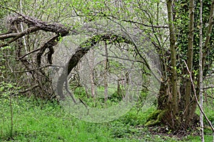 Undergrowth and Trees in Woods, Redgrave and Lopham Fen, Suffolk, UK