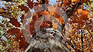 Underneath colorful oak tree crown. Fall season in the park