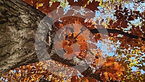 Underneath colorful oak tree crown. Fall season in the park