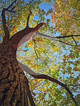 Underneath a colorful oak tree crown. Fall season in the park