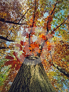 Underneath colorful oak tree crown. Fall season in the park