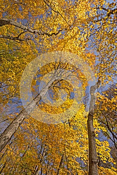 Underneath the Colors of Fall