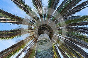 Underneath a palm tree