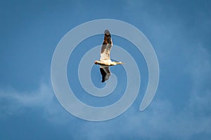 Underneath a Pelican Flying in a Blue Sky
