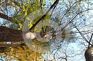 Underneath tree with fall foliage