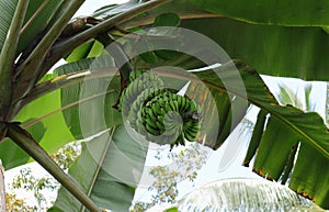Underneath view of a Banana tree showing immature banana fruits