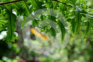 Underneath view of a fern leaf with small spider with its spider web