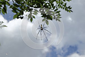 Underneath view of a Giant golden orb weaver sits on its net, under blue sky