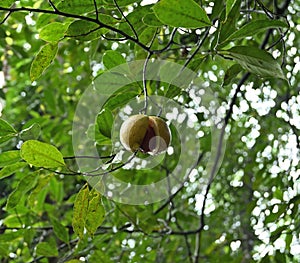 Underneath view of a ripen and husk split Nutmeg fruit (Myristica Fragrans