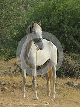 Undernourished horse in olive grove
