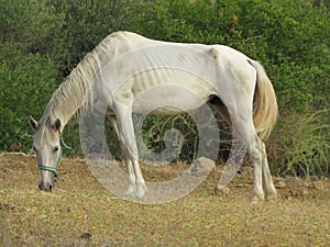 Undernourished horse in olive grove