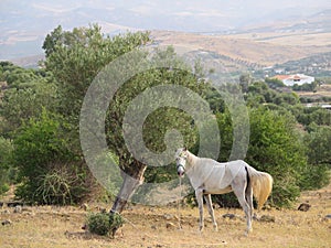 Undernourished horse in olive grove photo