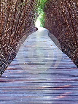 Underpass of dead trees