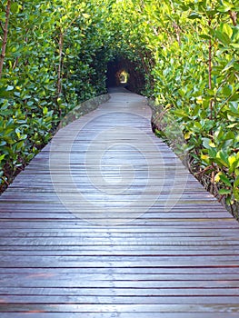 Underpass of trees photo