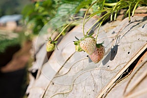 Underripe Strawberry