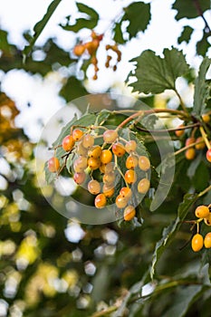 underripe viburnum bunches on the tree in the garden