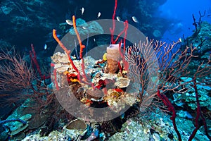 An undersea arrangement of natural beauty.