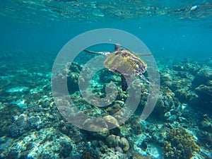 Undersea image of sea turtle in coral reef for banner template