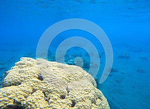 Undersea landscape photo. Fauna and flora of tropical shore.