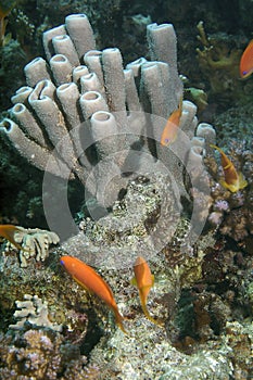 Undersea life photo