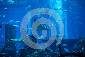 Undersea marine life. Prospective view of a large Manta Ray swimming under blue ocean. Seabed blue background