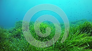 Undersea scene - Very green posidonia seaweed