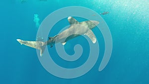 Undersea wildlife in the Red Sea Backlight scene White tip shark longimanus.