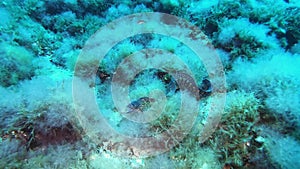 Undersea wildllife - Moray eel getting away from the  camera