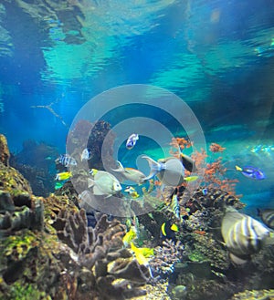 Undersea world photo