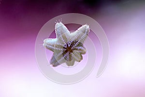 The underside of a Asterina starfish