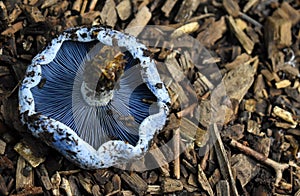Inferiore da chiaro blu cappelli fungo 